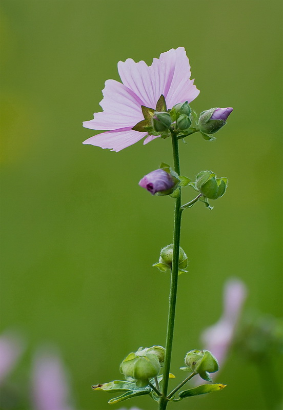 Aasee BocholtD35_9179 als Smart-Objekt-1 Kopie.jpg - Rund um den See ein bunter Mix von vielen Blumen und Gräsern.